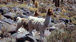 Salar de Uyuni, Isla del Pescado 16.01.1997