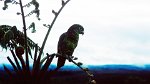 Gran Sabana, Campamento Chivaton 21.11.1996