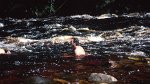 Canaima N.P., Rio Kerepacupai merú 30.11.1996