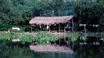 Orinoco Delta 03.12.1996