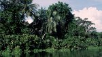 Orinoco Delta 03.12.1996