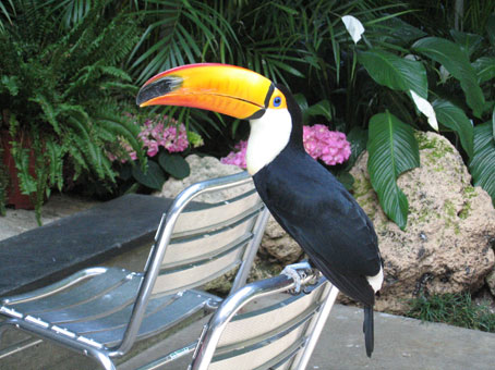 Toucan