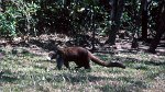 Guanacaste, Parque Nacional Rincón de la Vieja 04.03.1996
