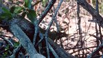 Tour to the mangroves 06.03.1996