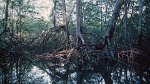 Tour to the mangroves 06.03.1996